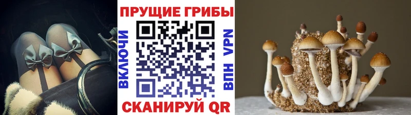 Псилоцибиновые грибы Psilocybe Чудово